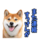 佐賀弁☆柴犬（個別スタンプ：39）