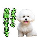 宮城仙台弁☆わんこ（個別スタンプ：4）