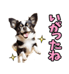 宮城仙台弁☆わんこ（個別スタンプ：5）