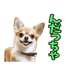 宮城仙台弁☆わんこ（個別スタンプ：9）