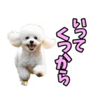 宮城仙台弁☆わんこ（個別スタンプ：23）