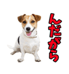 宮城仙台弁☆わんこ（個別スタンプ：35）