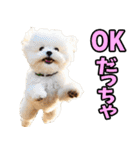 宮城仙台弁☆わんこ（個別スタンプ：39）