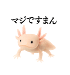 【煽る】爆笑★ウーパールーパーが煽る（個別スタンプ：9）