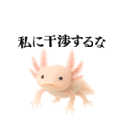 【煽る】爆笑★ウーパールーパーが煽る（個別スタンプ：14）