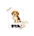 『ビーグル』のスタンプ（個別スタンプ：17）