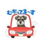 『ミニチュア・シュナウザー』のスタンプ（個別スタンプ：15）