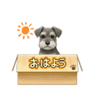 『ミニチュア・シュナウザー』のスタンプ（個別スタンプ：29）