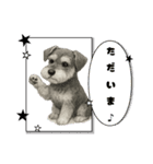 『ミニチュア・シュナウザー』のスタンプ（個別スタンプ：39）