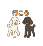 白黒スタンダードプードルちゃん（個別スタンプ：4）