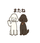 白黒スタンダードプードルちゃん（個別スタンプ：5）