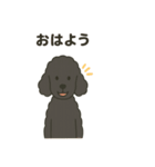 白黒スタンダードプードルちゃん（個別スタンプ：11）