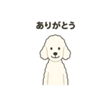 白黒スタンダードプードルちゃん（個別スタンプ：12）