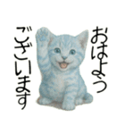 推し猫【青】…………………………（個別スタンプ：5）