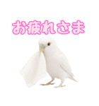 セキセイインコのお手軽スタンプ（個別スタンプ：2）