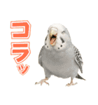 セキセイインコのお手軽スタンプ（個別スタンプ：3）