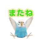 セキセイインコのお手軽スタンプ（個別スタンプ：6）