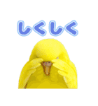 セキセイインコのお手軽スタンプ（個別スタンプ：8）