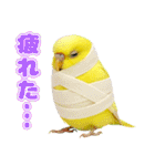 セキセイインコのお手軽スタンプ（個別スタンプ：9）