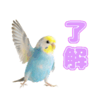 セキセイインコのお手軽スタンプ（個別スタンプ：10）