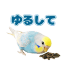 セキセイインコのお手軽スタンプ（個別スタンプ：11）