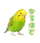 セキセイインコのお手軽スタンプ（個別スタンプ：12）