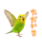 セキセイインコのお手軽スタンプ（個別スタンプ：13）