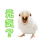 セキセイインコのお手軽スタンプ（個別スタンプ：19）