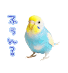 セキセイインコのお手軽スタンプ（個別スタンプ：21）