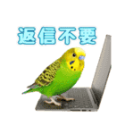 セキセイインコのお手軽スタンプ（個別スタンプ：22）