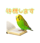 セキセイインコのお手軽スタンプ（個別スタンプ：23）