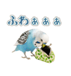 セキセイインコのお手軽スタンプ（個別スタンプ：26）