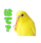 セキセイインコのお手軽スタンプ（個別スタンプ：27）