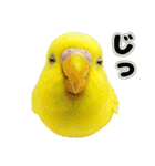 セキセイインコのお手軽スタンプ（個別スタンプ：28）