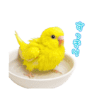セキセイインコのお手軽スタンプ（個別スタンプ：29）