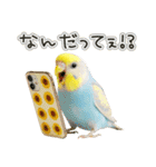 セキセイインコのお手軽スタンプ（個別スタンプ：30）