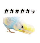 セキセイインコのお手軽スタンプ（個別スタンプ：31）