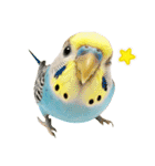 セキセイインコのお手軽スタンプ（個別スタンプ：35）