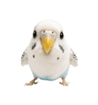 セキセイインコのお手軽スタンプ（個別スタンプ：37）
