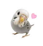 セキセイインコのお手軽スタンプ（個別スタンプ：38）