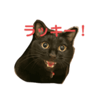 コテツとコジロー（個別スタンプ：1）