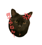 コテツとコジロー（個別スタンプ：4）
