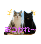 コテツとコジロー（個別スタンプ：7）