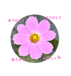 ありがとう・ありがとうございます（個別スタンプ：24）