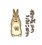 うさぎさんの「ありがとう」スタンプ（個別スタンプ：1）