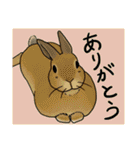 うさぎさんの「ありがとう」スタンプ（個別スタンプ：3）