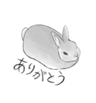 うさぎさんの「ありがとう」スタンプ（個別スタンプ：8）