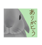 うさぎさんの「ありがとう」スタンプ（個別スタンプ：26）