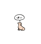ゴールデンレトリバー(フキダシ)（個別スタンプ：3）