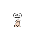 ゴールデンレトリバー(フキダシ)（個別スタンプ：13）